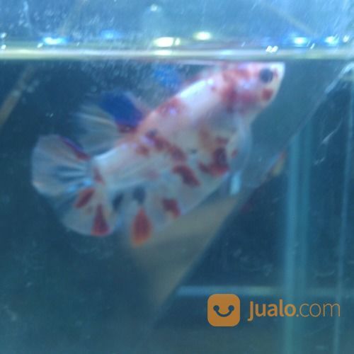 Ikan Cupang Nemo Candy Multi Colour