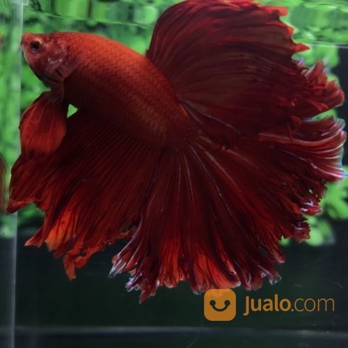 Ikan Cupang Hias Berkualitas Halfmoon Super Red Rosetail