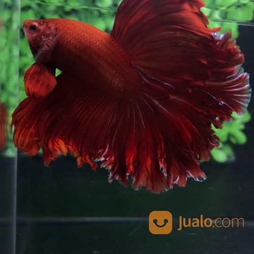Ikan Cupang Hias Berkualitas Halfmoon Super Red Rosetail