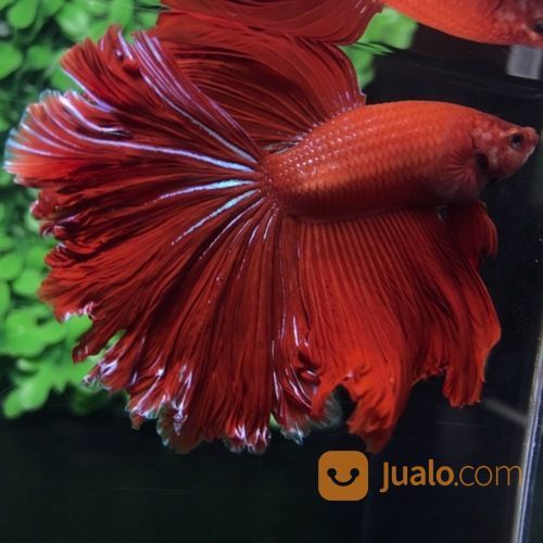 Ikan Cupang Hias Berkualitas Halfmoon Super Red Rosetail