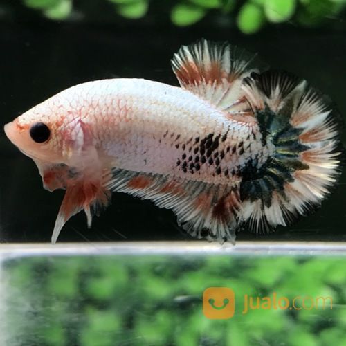 Ikan Cupang Hias Berkualitas Plakat Fccp Overtail