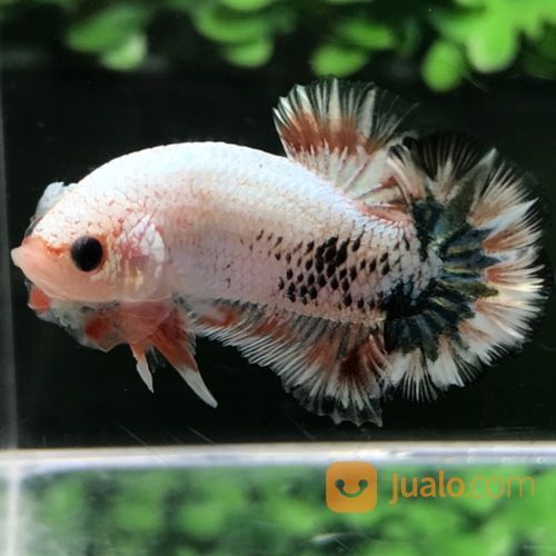 Ikan Cupang Hias Berkualitas Plakat Fccp Overtail