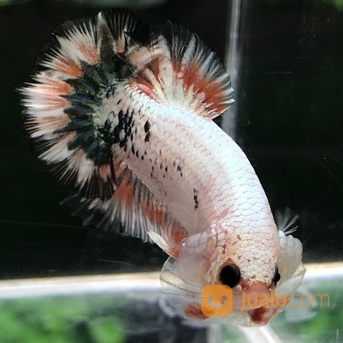 Ikan Cupang Hias Berkualitas Plakat Fccp Overtail