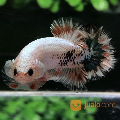 Ikan Cupang Hias Berkualitas Plakat Fccp Overtail