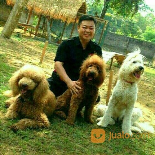 DOG TRAINER (Pelatih Anjing)