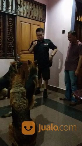 DOG TRAINER (Pelatih Anjing)
