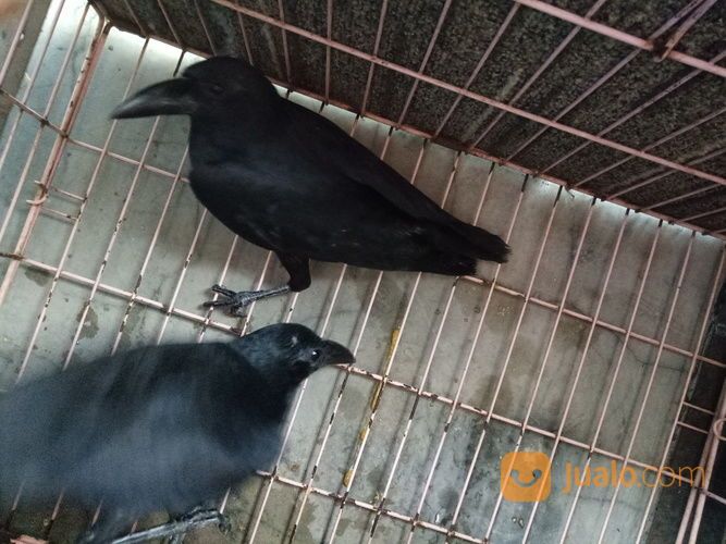 Burung Gagak Hutan Liaran Engkak
