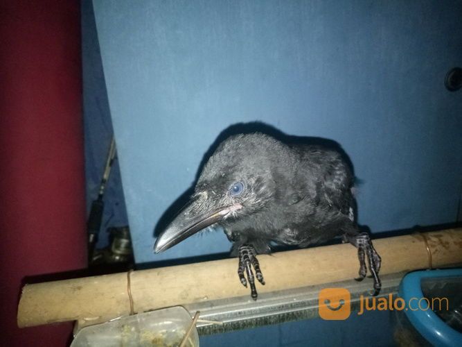 Burung Gagak Hutan Liaran Engkak