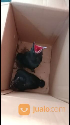 Burung Gagak Hutan Liaran Engkak