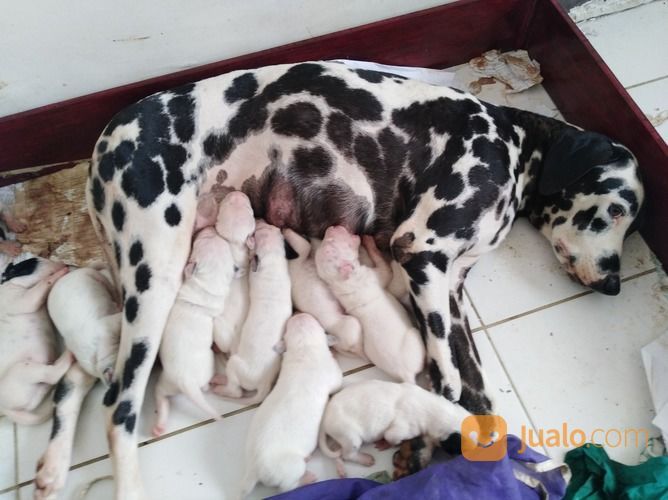 Dalmatian Puppies 11 Ekor