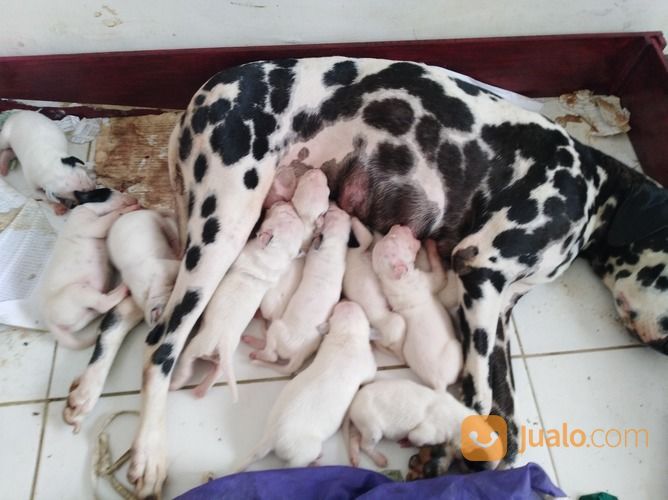 Dalmatian Puppies 11 Ekor
