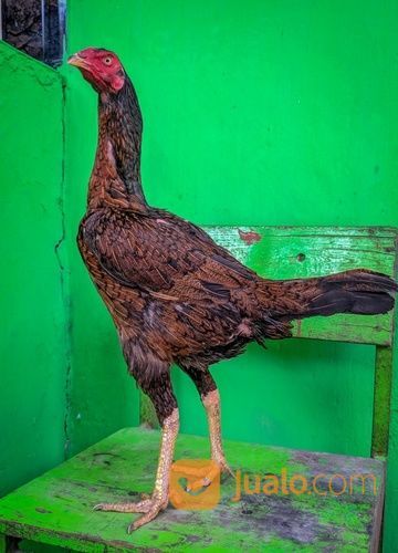 Ayam Babon/Biang Pencetak Ras Bulbi Jenis Pama IQ