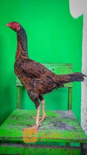 Ayam Babon/Biang Pencetak Ras Bulbi Jenis Pama IQ