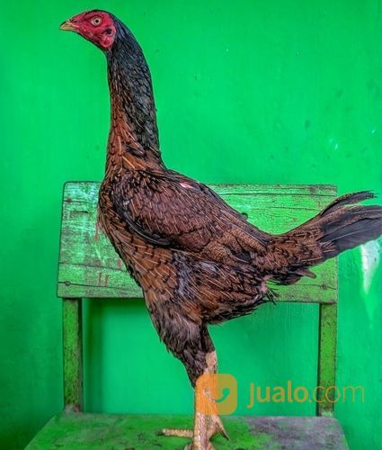 Ayam Babon/Biang Pencetak Ras Bulbi Jenis Pama IQ