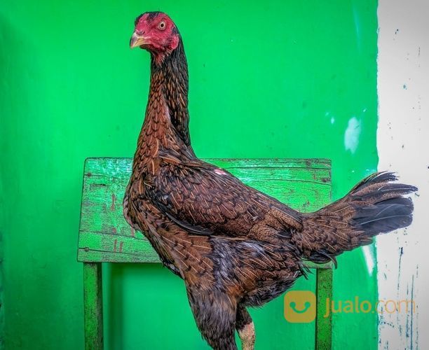 Ayam Babon/Biang Pencetak Ras Bulbi Jenis Pama IQ