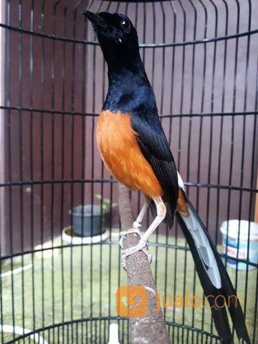 Murai Batu Medan Super Kontes