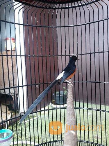 Murai Batu Medan Super Kontes