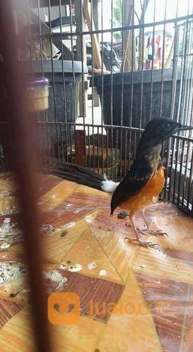 Anakan Murai Batu Medan Super Rawatan