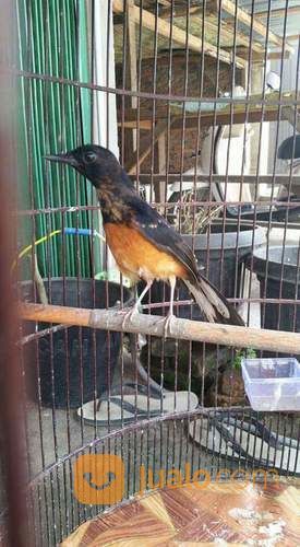 Anakan Murai Batu Medan Super Rawatan