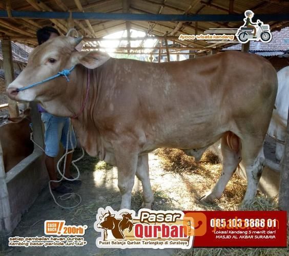Pilihan Sapi Qurban