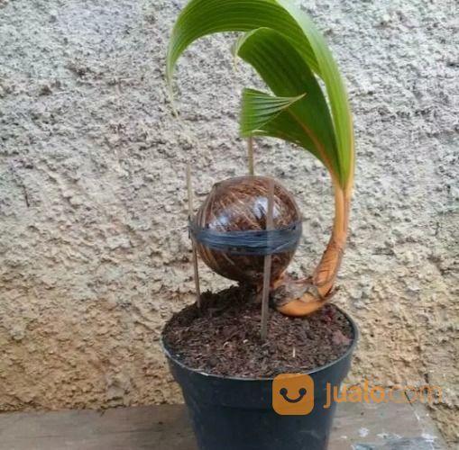 Tanaman Bahan Bonday Batok Kelapa Nungging Kelapa Kuning