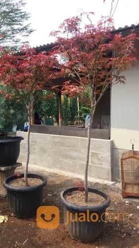 Pohon Red Maple