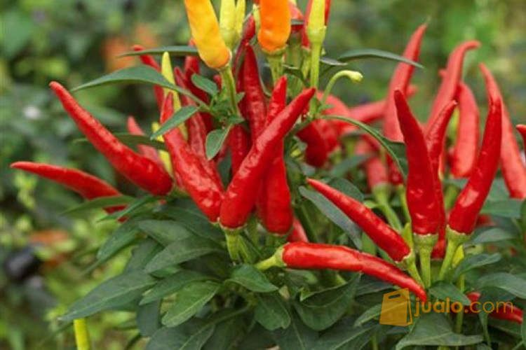 Bibit Cabai Setek