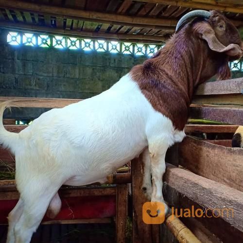 Kambing, Domba Merino Semua Bisa Berkurban