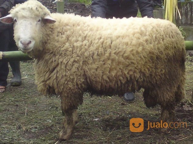 Kambing, Domba Merino Semua Bisa Berkurban