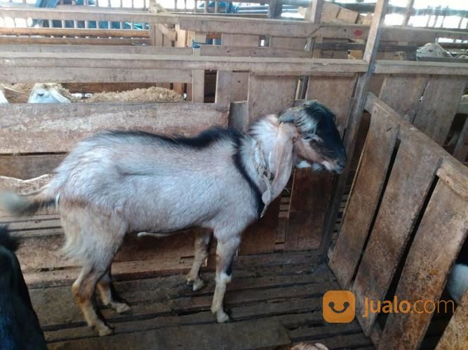 Kambing, Domba Merino Semua Bisa Berkurban