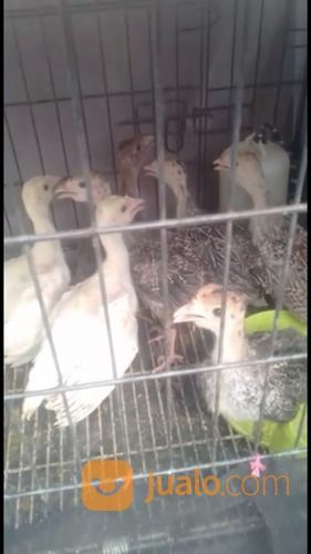 Kalkun Berbagai Ukuran Dan Jenis