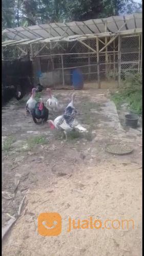 Kalkun Berbagai Ukuran Dan Jenis