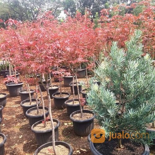 Pohon Maple Red Jepang