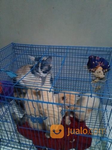 Kucing Manis Dan Lucu