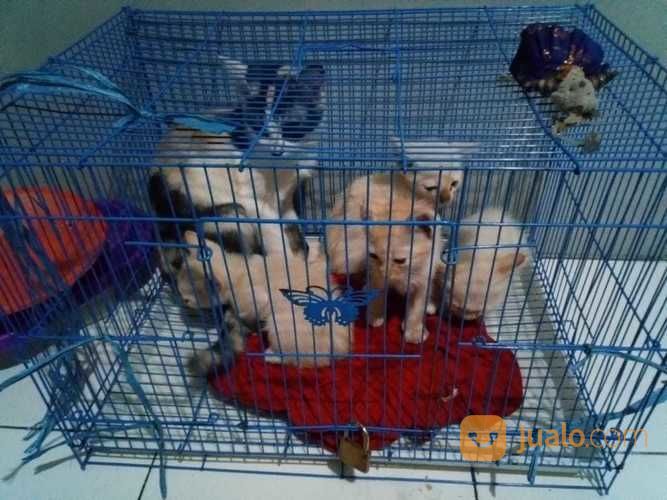 Kucing Manis Dan Lucu