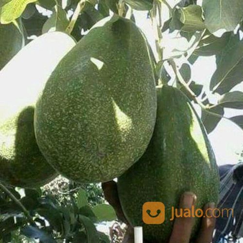 Bibit Alpukat Pluwang Super Siap Tanam