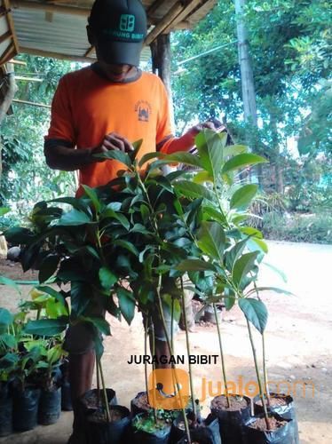 Bibit Alpukat Pluwang Super Siap Tanam