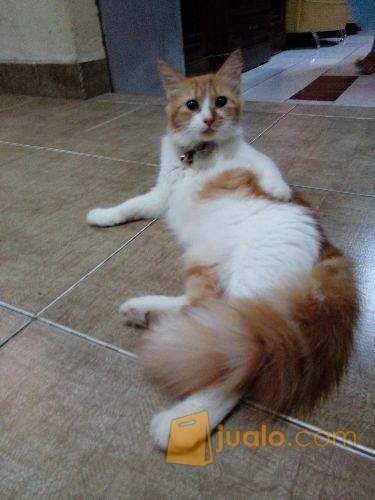 KUCING ANGGORA LUCU DAN LINCAH