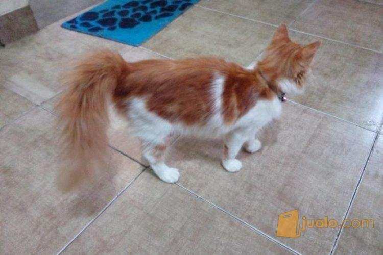 KUCING ANGGORA LUCU DAN LINCAH