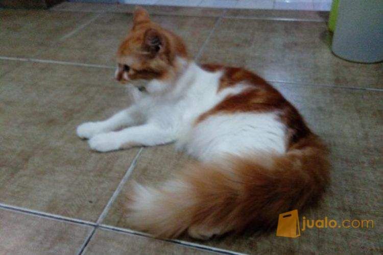 KUCING ANGGORA LUCU DAN LINCAH