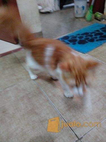 KUCING ANGGORA LUCU DAN LINCAH