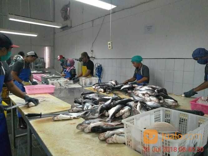 Pabrik Aktif Pembekuan Ikan Dan Siput Di Pandaan - Jatim