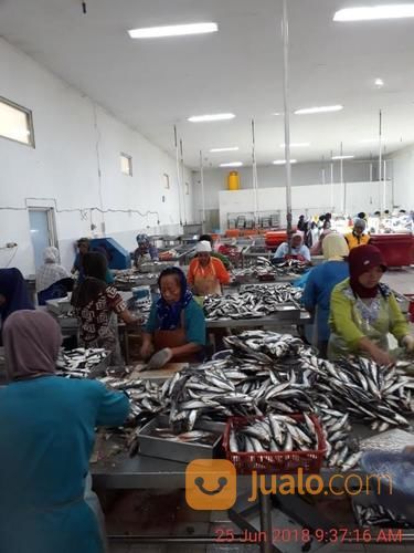 Pabrik Aktif Pembekuan Ikan Dan Siput Di Pandaan - Jatim