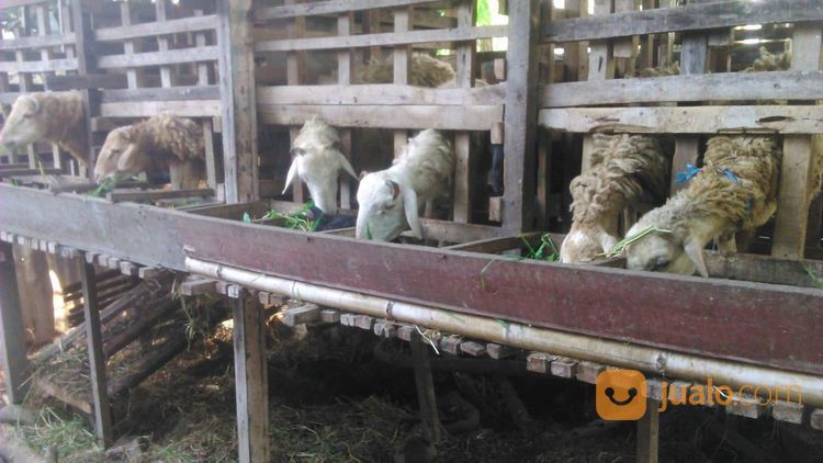 Kambing Dan Domba Kota Padang