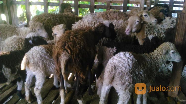 Kambing Dan Domba Kota Padang