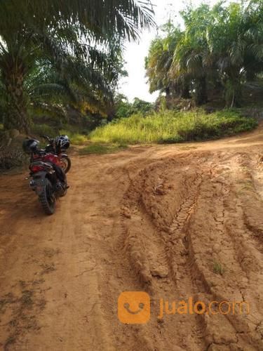 Lahan Kebun Sawit Produktif Di Penajam Kalimantan Timur