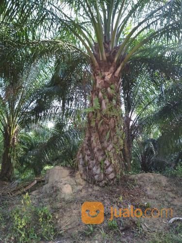 Lahan Kebun Sawit Produktif Di Penajam Kalimantan Timur