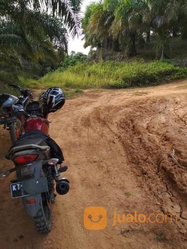 Lahan Kebun Sawit Produktif Di Penajam Kalimantan Timur