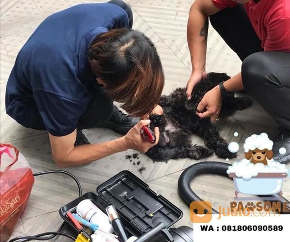 Jasa Grooming / Groomer Panggilan - Salon Hewan Mandi Anjing Kucing Jakarta Tangerang Depok Bekasi