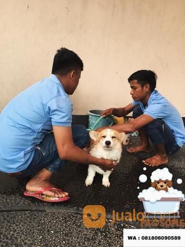 Jasa Grooming / Groomer Panggilan - Salon Hewan Mandi Anjing Kucing Jakarta Tangerang Depok Bekasi